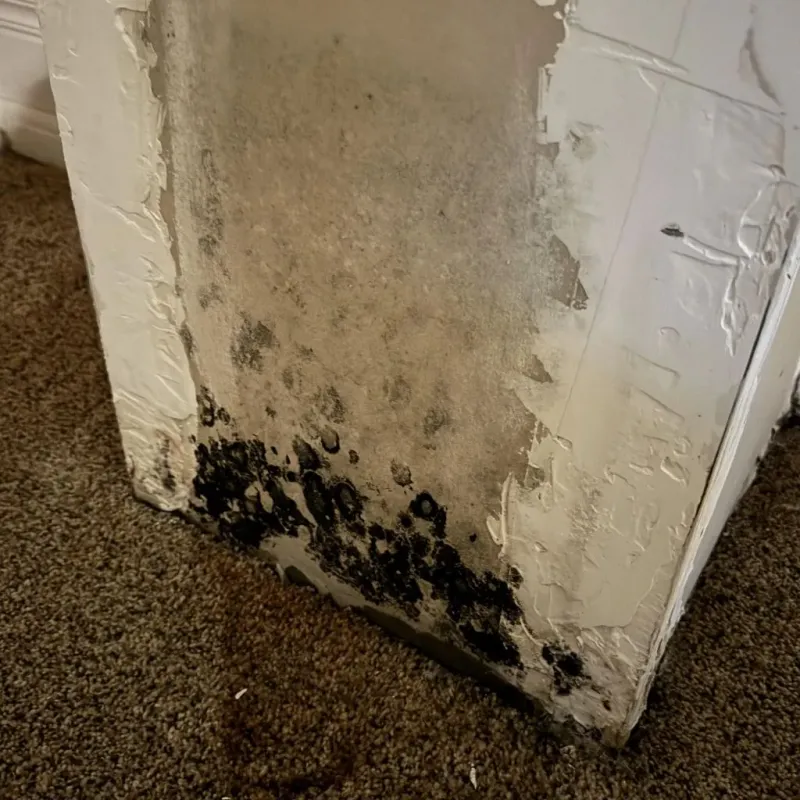 Professional Mold Removal in Evendale, OH